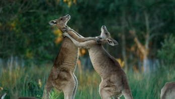 Exploring the kingdom of kangaroos and why they pack such a powerful punch