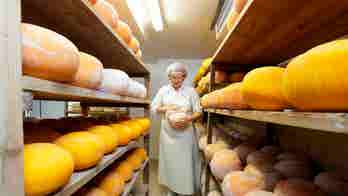 CHEESE BANDITS Strike: UK Dairy Community Shocked by Daring Heist