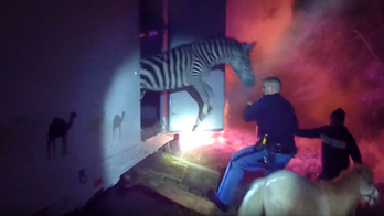 Indiana police rescue circus animals from burning truck along I-69, bodycam video shows