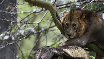 Man found dead following suspected lion attack while riding motorcycle