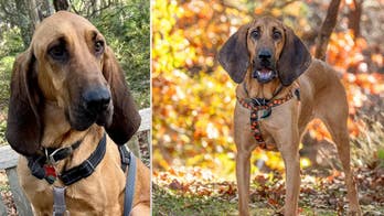 New York animal rescue says surrendered bloodhound dog is looking for a new home: Meet Duke