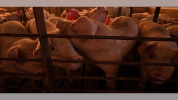 Hollywood pigs out with unfair claim of 'environmental racism' at hog farms