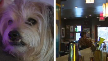Worried dog owner finds lost elderly pet at a Milwaukee bar: 'He was pretty popular'