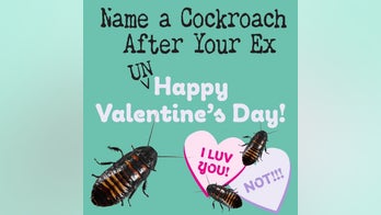 Chicago-area zoo continues Valentine's Day theme of naming cockroaches after exes, loved ones
