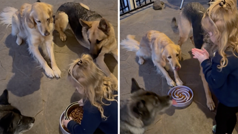 Texas toddler helps feed family dogs, asks them to ‘say grace’ before releasing them with ‘amen’