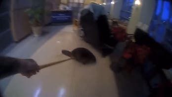 Tennessee police wrangle wayward beaver out of hospital on Christmas Day