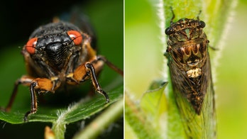 Rare 'simultaneous explosion' of cicadas expected for first time in 221 years