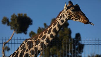 Benito the giraffe embarks on thousand-mile journey to new home in central Mexico