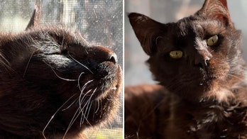 New York kitty is up for adoption after he was rescued from hoarding home on Thanksgiving holiday