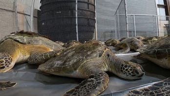 Texas aquarium is rescuing cold-stunned turtles amid historic chilly weather