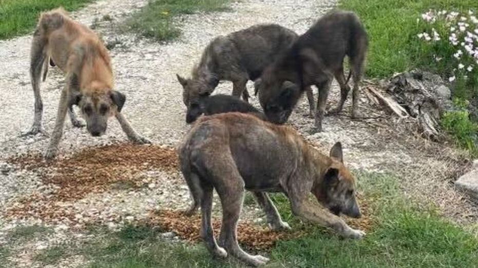GRAPHIC PHOTOS: Animal welfare groups call on Biden admin to address 'thousands' of dogs abandoned by migrants