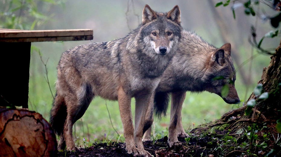 Wolves at Dutch national park can be shot with paintball guns to scare them off, court rules