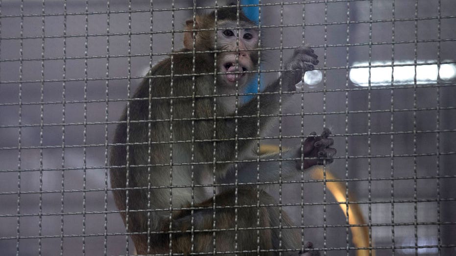 Georgia plan for $400M monkey-breeding facility met with protest