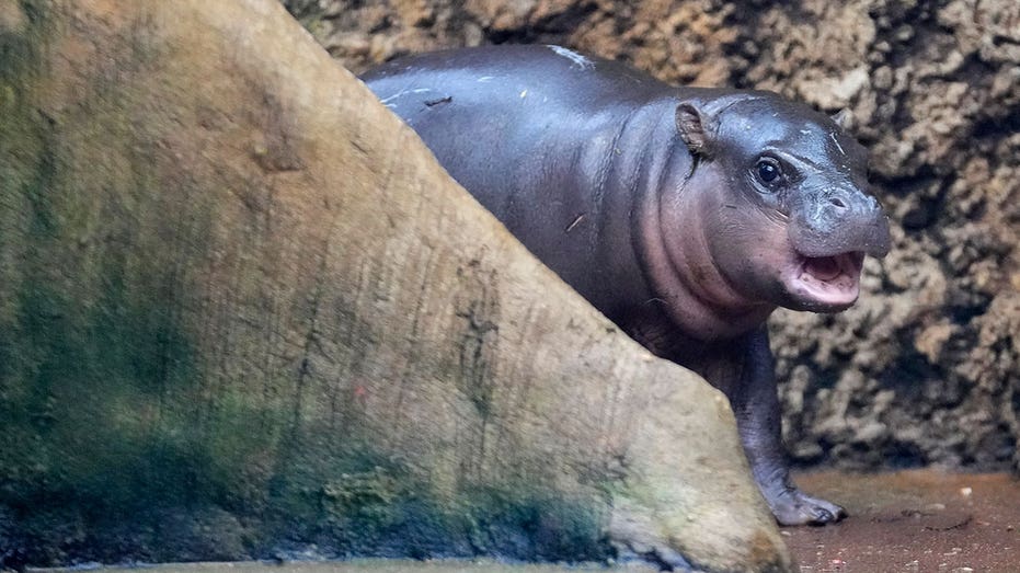 Rare pygmy hippo, Mikolas, delights spectators in Czech zoo debut