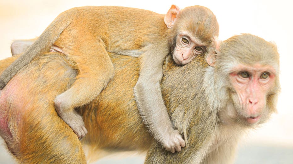 Police in Puerto Rico rescue a rhesus macaque monkey chased by a crowd