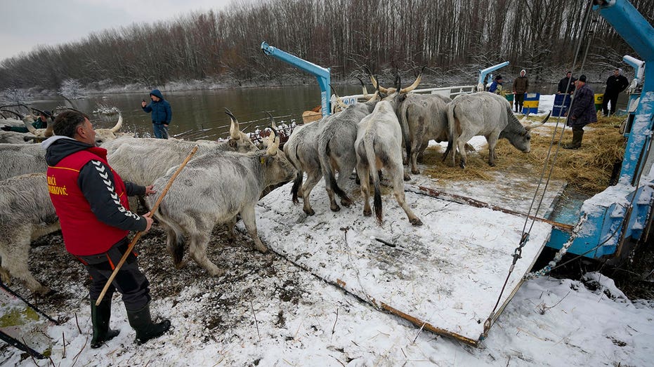 Serbia authorities help to evacuate farm animals trapped on river island as weather worsens