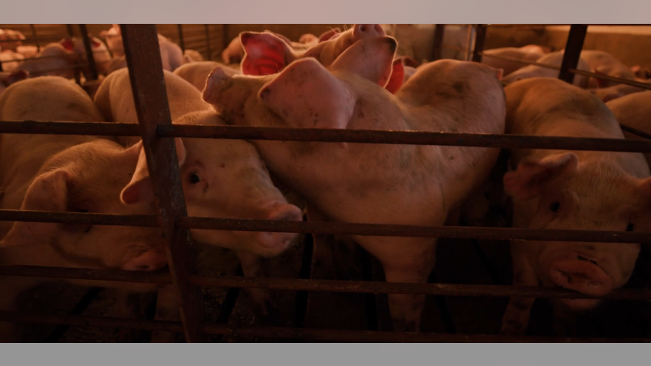 Hollywood pigs out with unfair claim of 'environmental racism' at hog farms