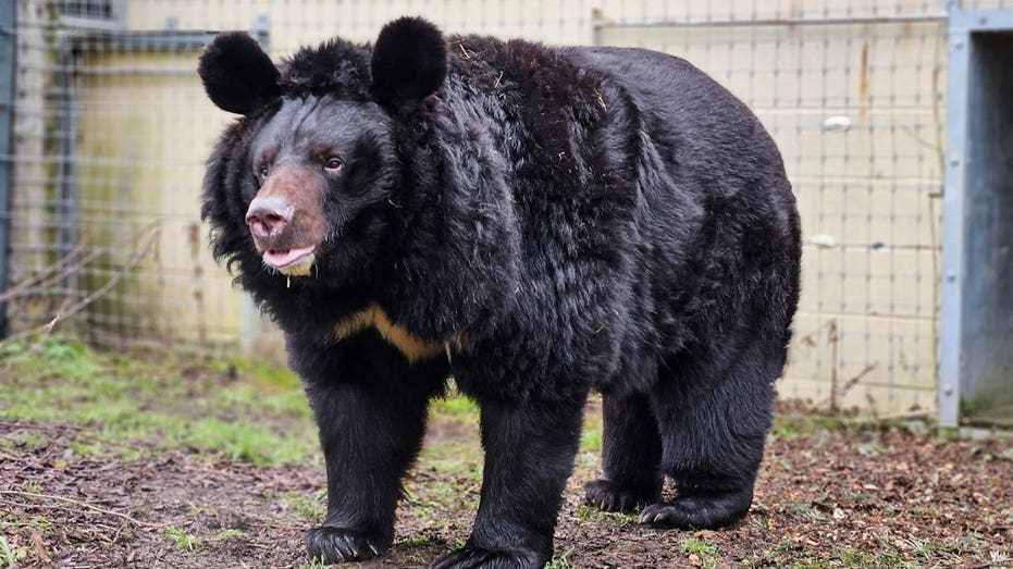 Rare bear from war-torn Ukraine zoo finds new home in Scotland