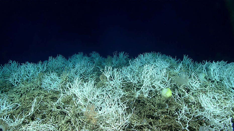 Largest deep-sea coral reef mapped off East Coast: ‘Breathtaking in scale’