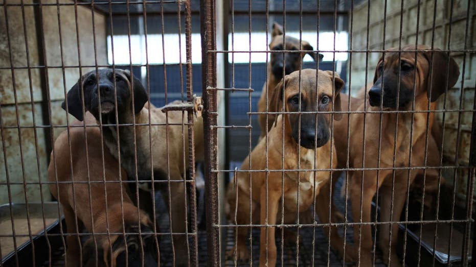 South Korea passes legislation to end its controversial dog meat trade