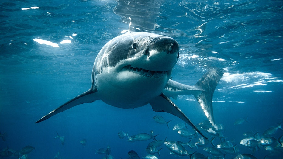 Massachusetts-based marine scientists attach camera to great white for intriguing 'shark's-eye view'