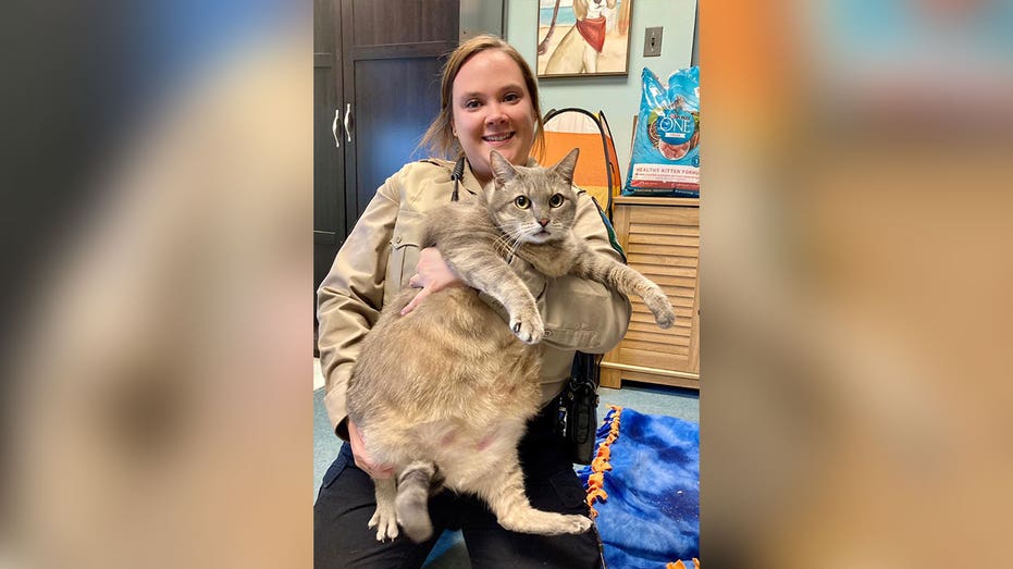 28-pound cat rescued by animal shelter goes viral before finding forever home