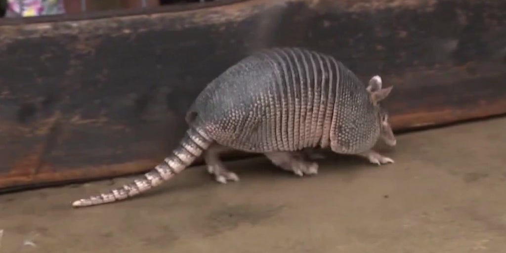 Texas takes a twist on Groundhog Day, using own mascot, 'Bee Cave Bob' to predict the weather - Vimarsana News