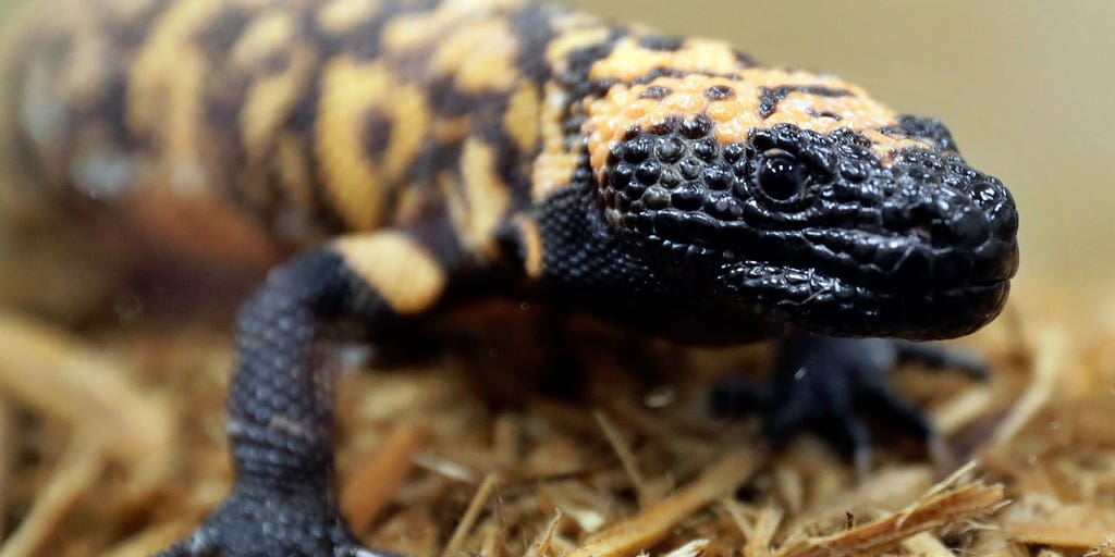 Colorado man's death after Gila monster bite begs question: Does the venomous lizard make a good pet? - Vimarsana News