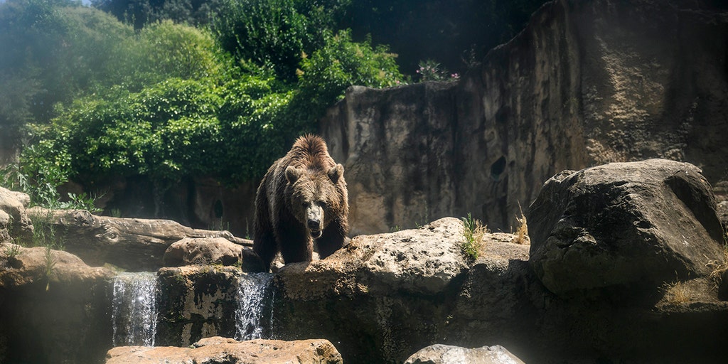 Italian officials under scrutiny after killing brown bear deemed dangerous to humans - Vimarsana News