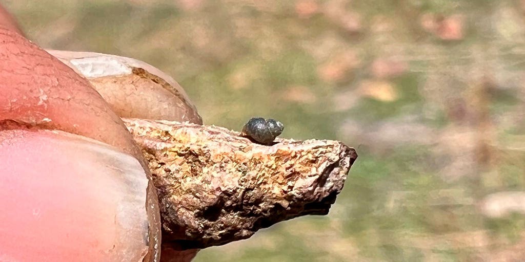 NV lithium mine prompts US wildlife service to assess endangered status of tiny snail - Vimarsana News