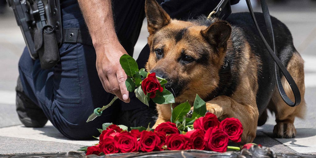 KS lawmakers consider increasing penalties for harming police dogs - Vimarsana News