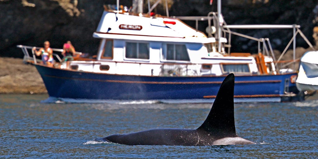 Coast Guard launches whale tracking program in Seattle - Vimarsana News