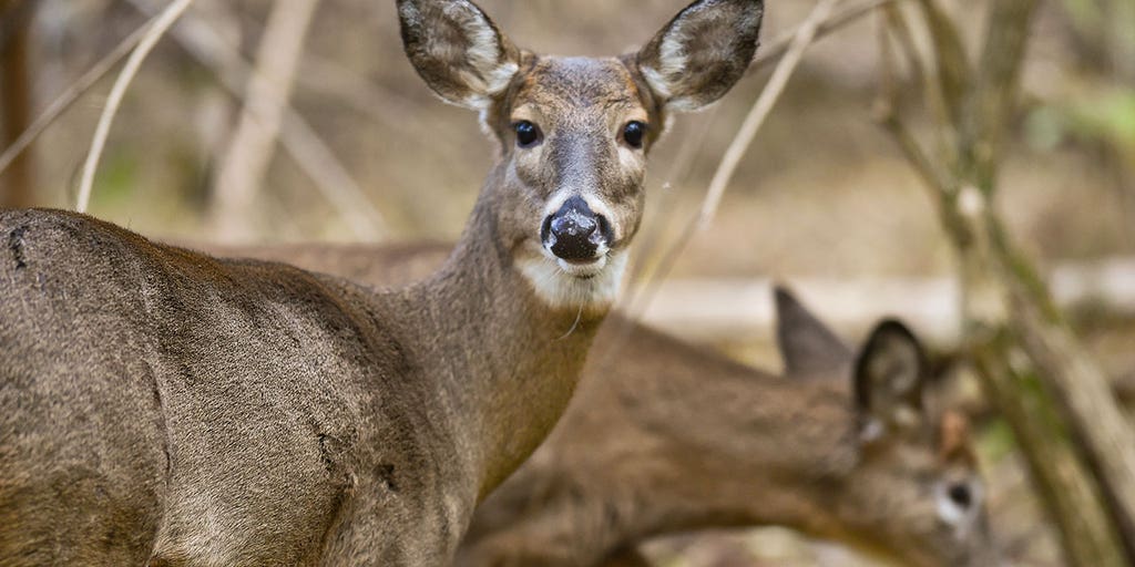 Pennsylvania man convicted of using drone to help hunters find deer carcasses - Vimarsana News