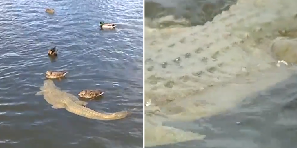 'Alligator' floating in Arizona pond prompts 911 calls from concerned locals - Vimarsana News