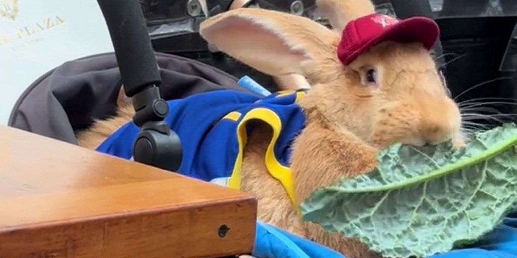 California 30-pound bunny rescued from slaughterhouse, is now a therapy animal at hospitals, airports - Vimarsana News