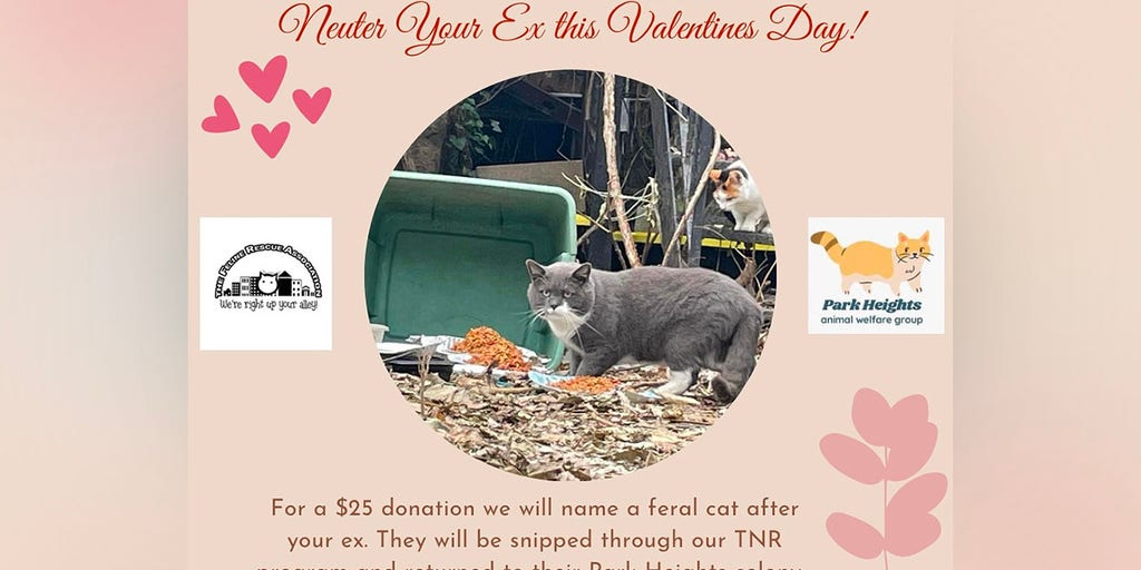Maryland cat rescue launches 'neuter your ex' fundraiser for Valentine's Day - Vimarsana News
