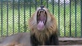 TOPSHOT - An eight-year-old asiatic lion yawns in his enclosure at the Kamla Nehru Zoological Gardens in Ahmedabad on May 3, 2015.  India on May 2 began a five-yearly count of asiatic lions in the western state of Gujarat&apos;s Gir sanctuary, the last habitat for the endangered big cats globally, an official said.    AFP PHOTO / Sam PANTHAKY (Photo by SAM PANTHAKY / AFP) (Photo by SAM PANTHAKY/AFP via Getty Images)