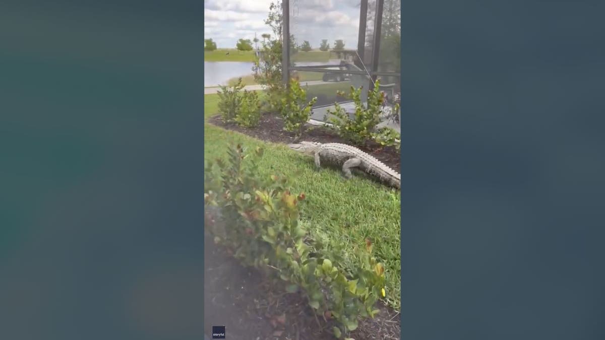 Alligator walking between Florida houses