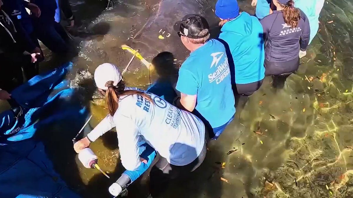 People releasing a manatee in Florida