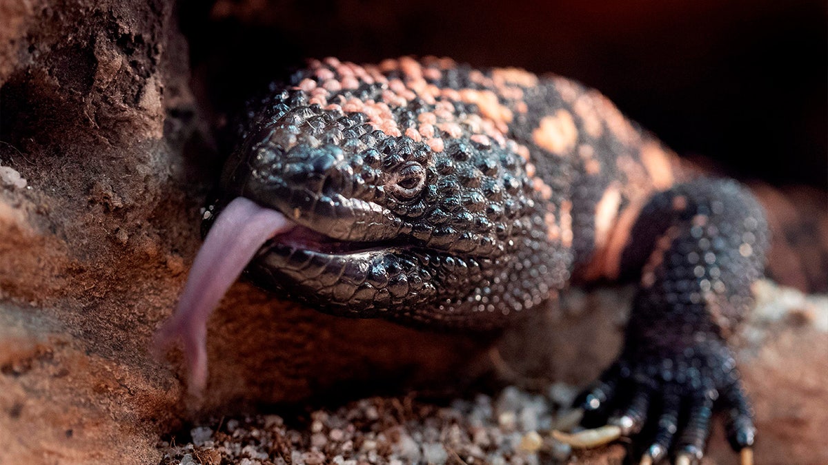 Gila Monster