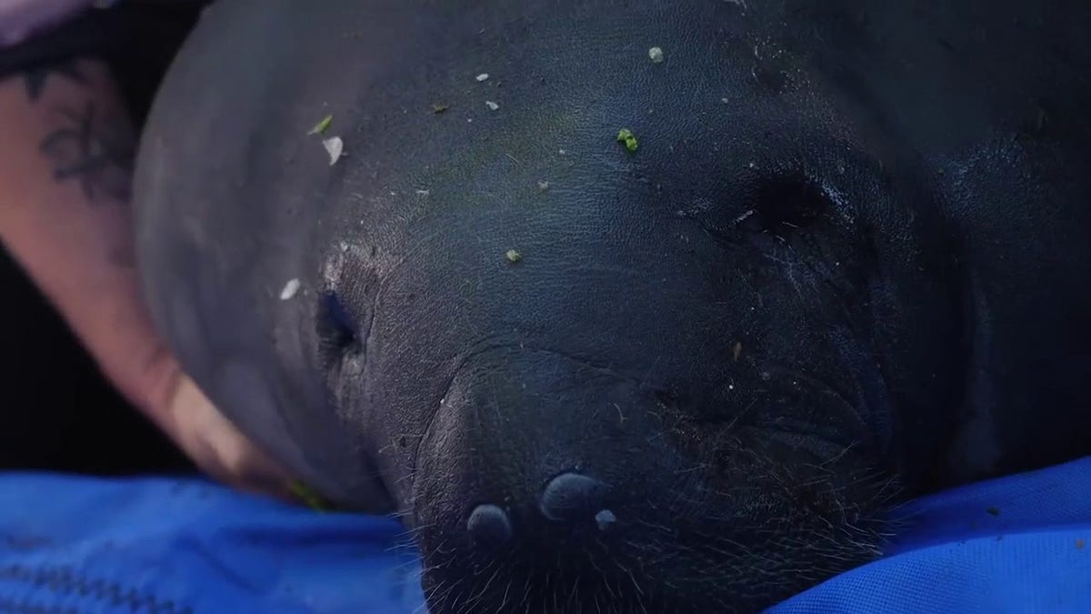 5 manatees return to the wild 