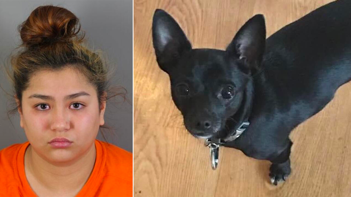Kielee Sonnemann, the woman accused of killing a family's dog while babysitting one of their children, entered a plea of not guilty by reason of insanity.