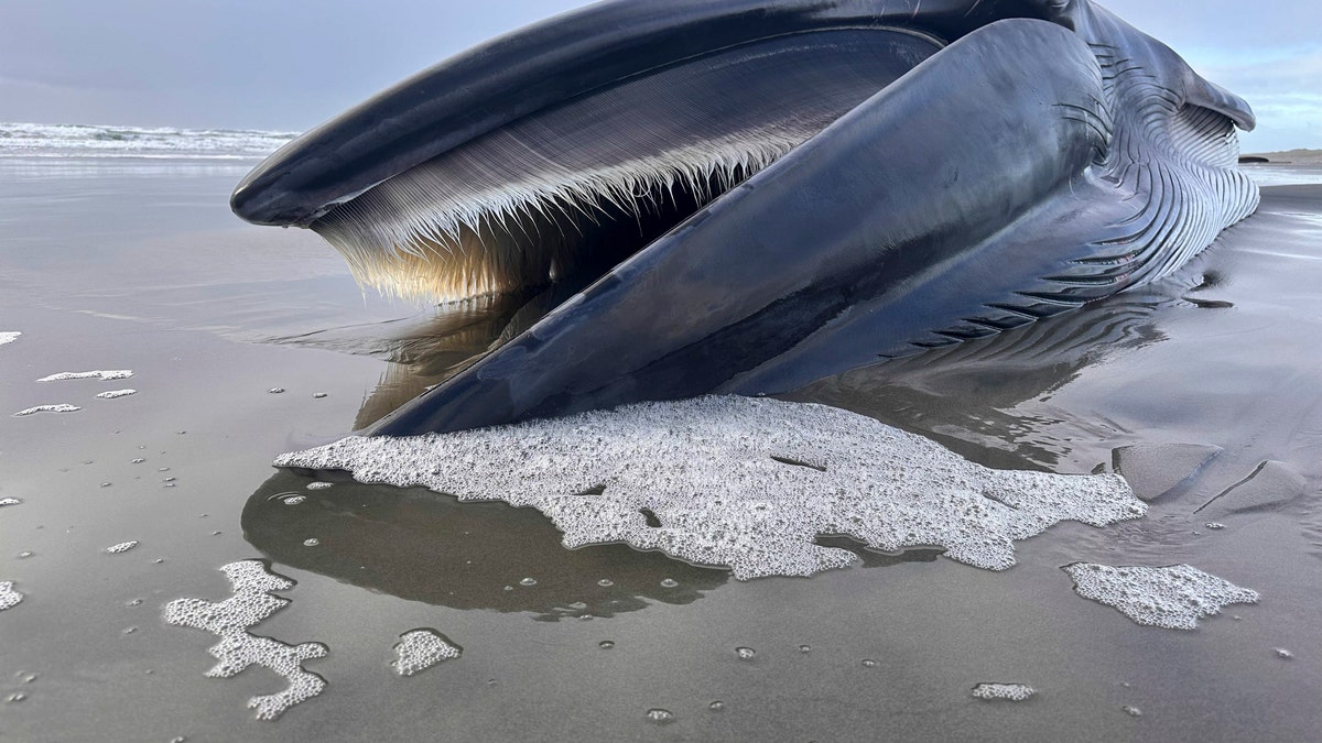 Oregon Dead Fin Whale