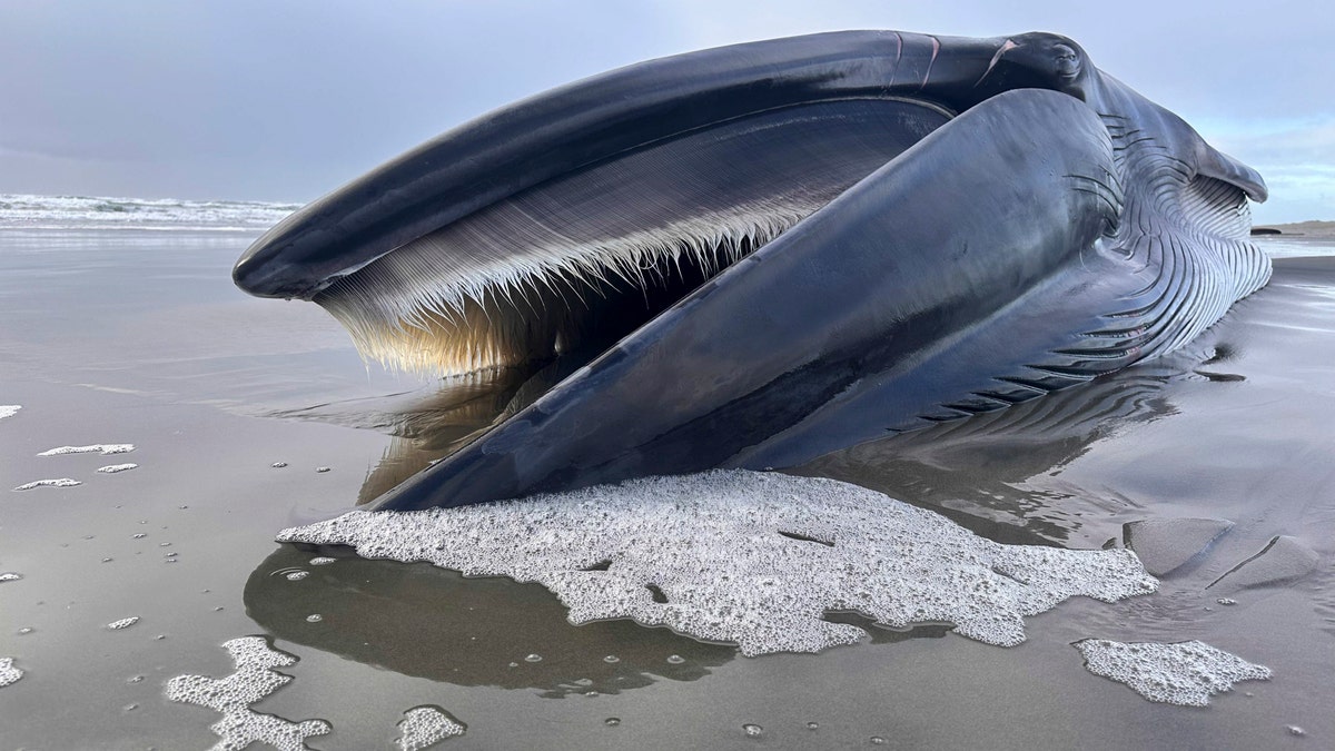 Oregon Dead Fin Whale