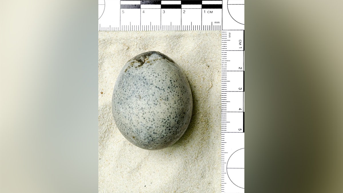 Ancient Aylesbury Egg