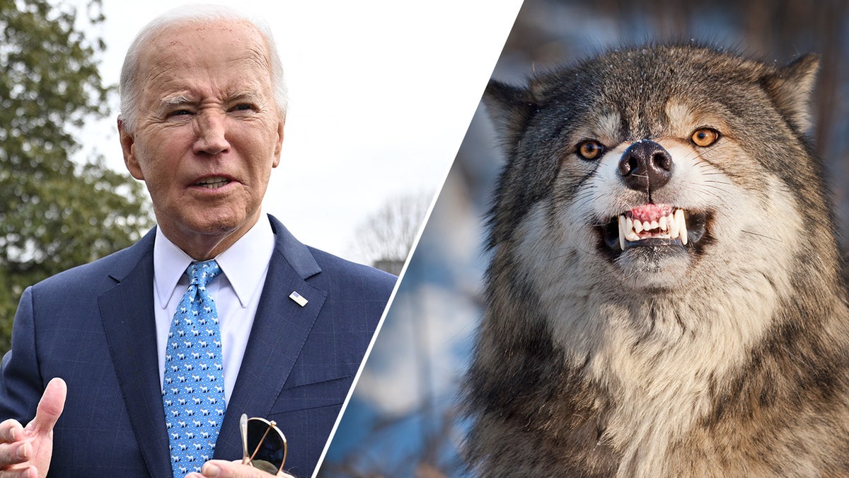 Biden admin backs off protections for apex predator, angering environmentalists