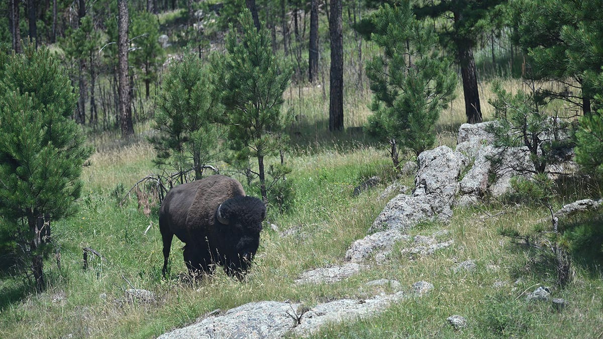 Black Hills
