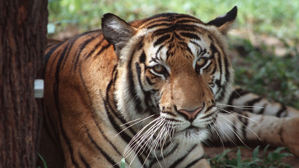 Tiger in enclosure