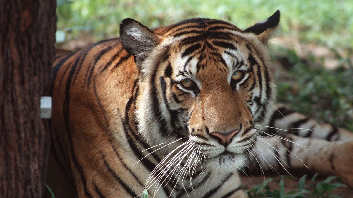 Tiger in enclosure