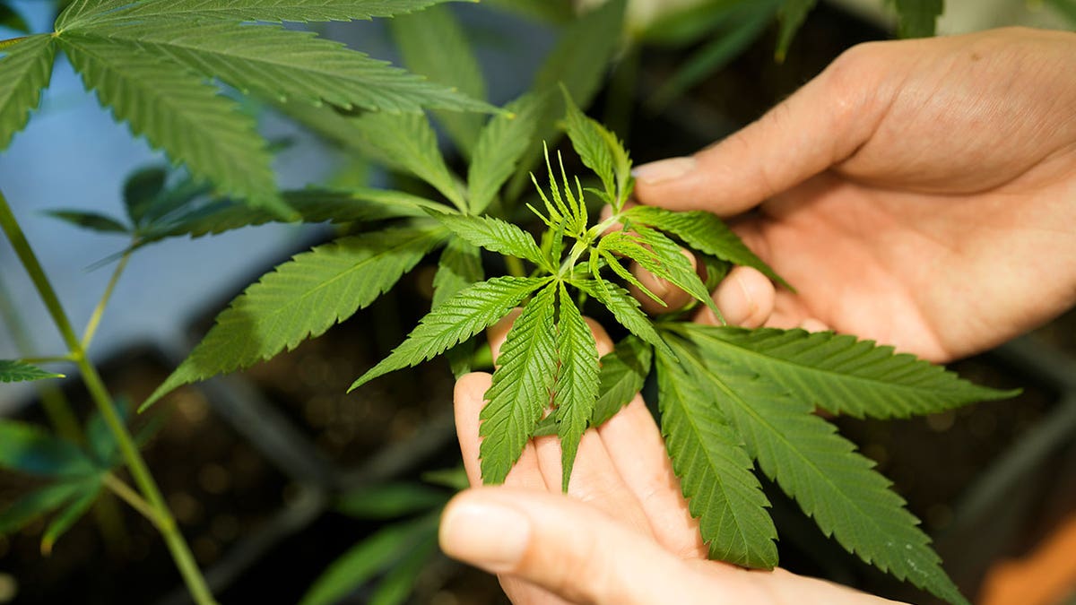 Cannabis plant